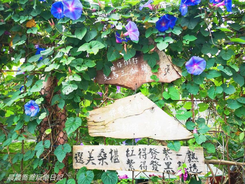 ​​​​宜蘭景點/採桑葚/草地果園