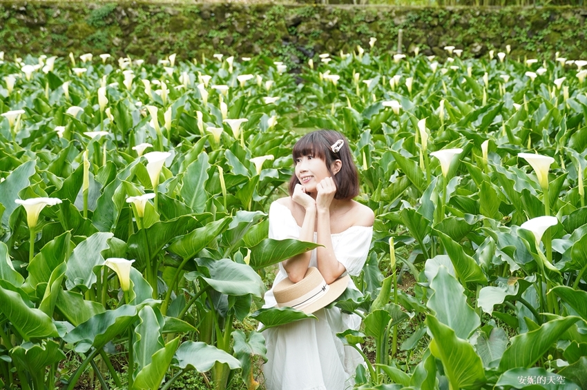 [2021陽明山最美海芋田 名陽圃休閒農莊] 海遇木屋花朵鞦韆 浪漫框住小油坑夢幻山景 - 安妮的天空