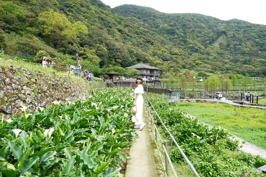 [2021陽明山最美海芋田 名陽圃休閒農莊] 海遇木屋花朵鞦韆 浪漫框住小油坑夢幻山景 - 安妮的天空