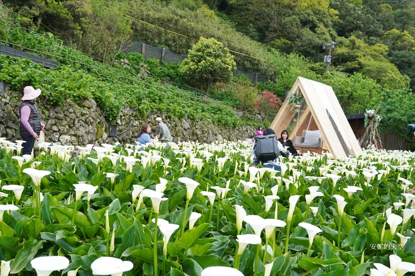 [2021陽明山最美海芋田 名陽圃休閒農莊] 海遇木屋花朵鞦韆 浪漫框住小油坑夢幻山景 - 安妮的天空