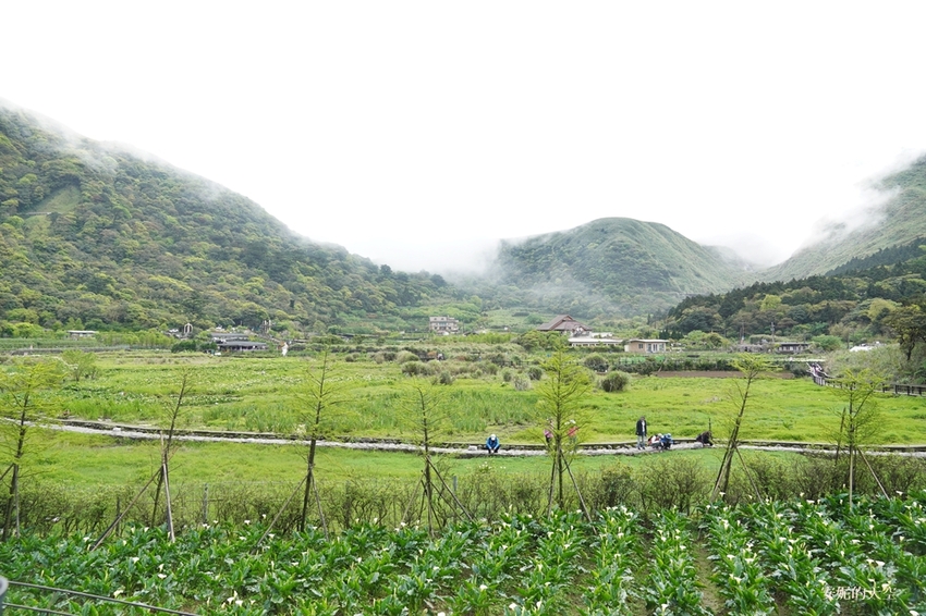 [2021陽明山最美海芋田 名陽圃休閒農莊] 海遇木屋花朵鞦韆 浪漫框住小油坑夢幻山景 - 安妮的天空