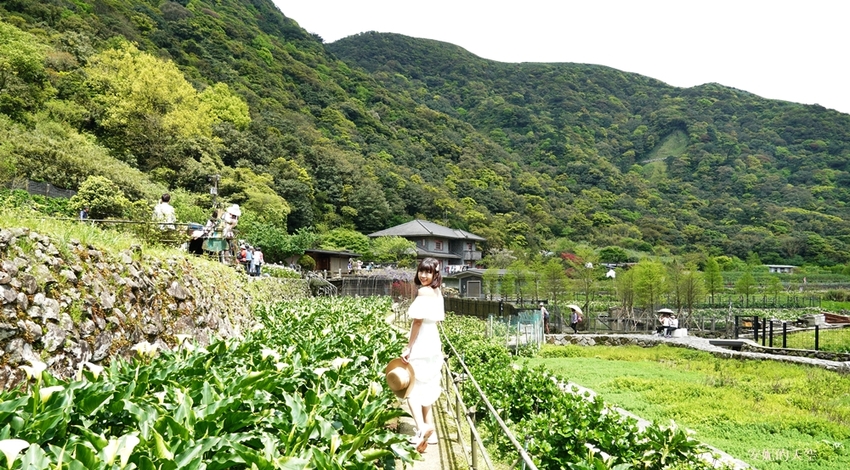 [2021陽明山最美海芋田 名陽圃休閒農莊] 海遇木屋花朵鞦韆 浪漫框住小油坑夢幻山景 - 安妮的天空