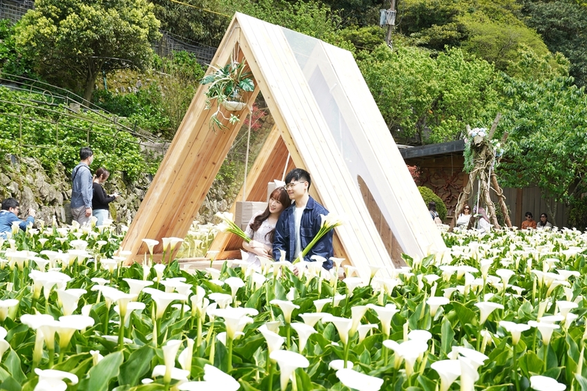 [2021陽明山最美海芋田 名陽圃休閒農莊] 海遇木屋花朵鞦韆 浪漫框住小油坑夢幻山景 - 安妮的天空