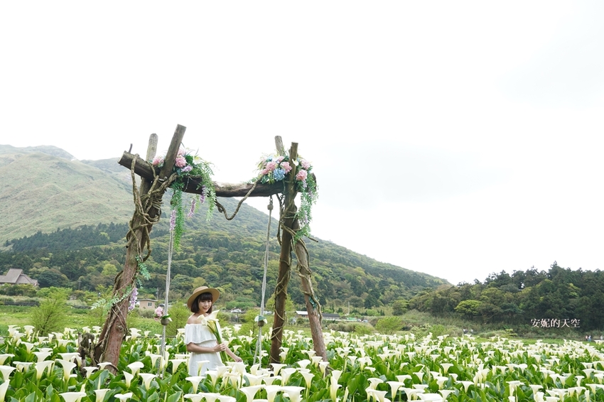 [2021陽明山最美海芋田 名陽圃休閒農莊] 海遇木屋花朵鞦韆 浪漫框住小油坑夢幻山景 - 安妮的天空
