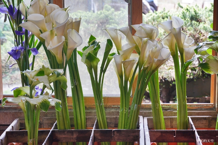 [2021陽明山最美海芋田 名陽圃休閒農莊] 海遇木屋花朵鞦韆 浪漫框住小油坑夢幻山景 - 安妮的天空