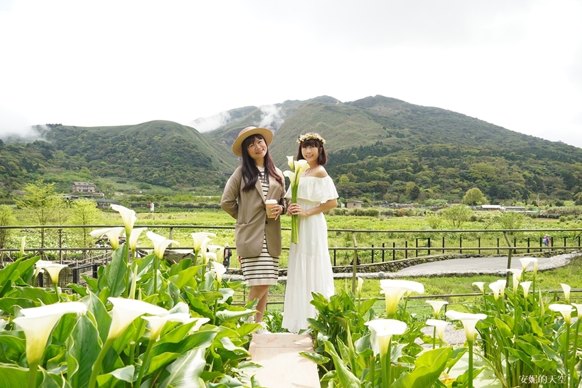 [2021陽明山最美海芋田 名陽圃休閒農莊] 海遇木屋花朵鞦韆 浪漫框住小油坑夢幻山景 - 安妮的天空