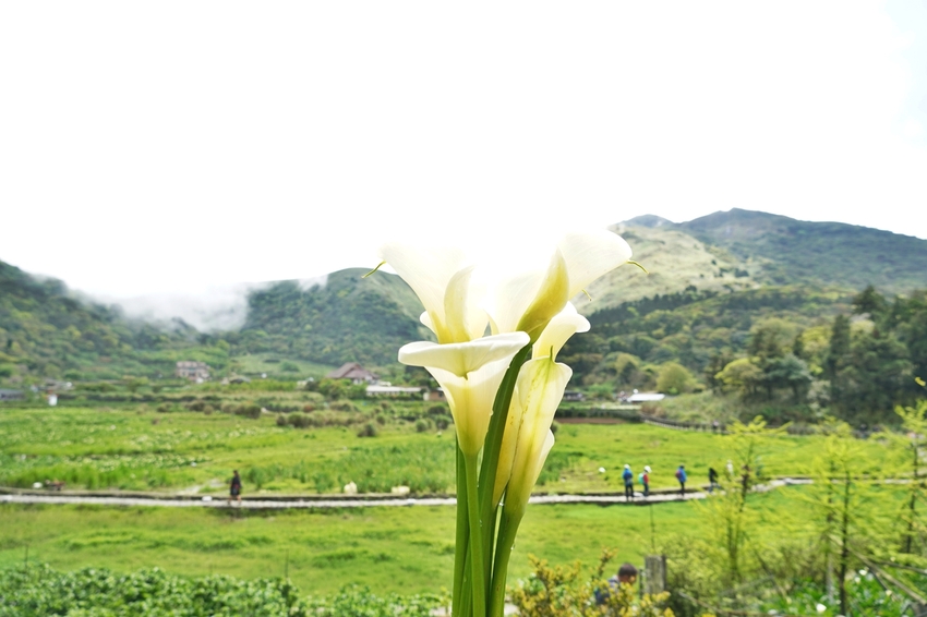[2021陽明山最美海芋田 名陽圃休閒農莊] 海遇木屋花朵鞦韆 浪漫框住小油坑夢幻山景 - 安妮的天空