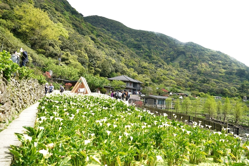 [2021陽明山最美海芋田 名陽圃休閒農莊] 海遇木屋花朵鞦韆 浪漫框住小油坑夢幻山景 - 安妮的天空