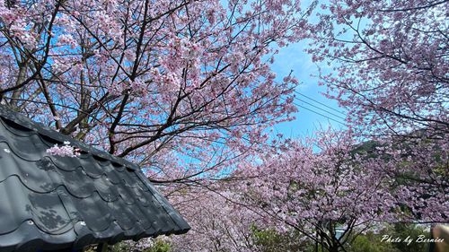 0315 平菁街93巷08.jpg