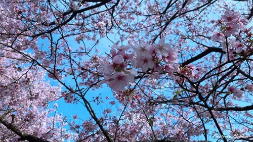 0315 平菁街93巷05.jpg