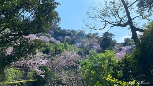 0315 平菁街93巷13.jpg