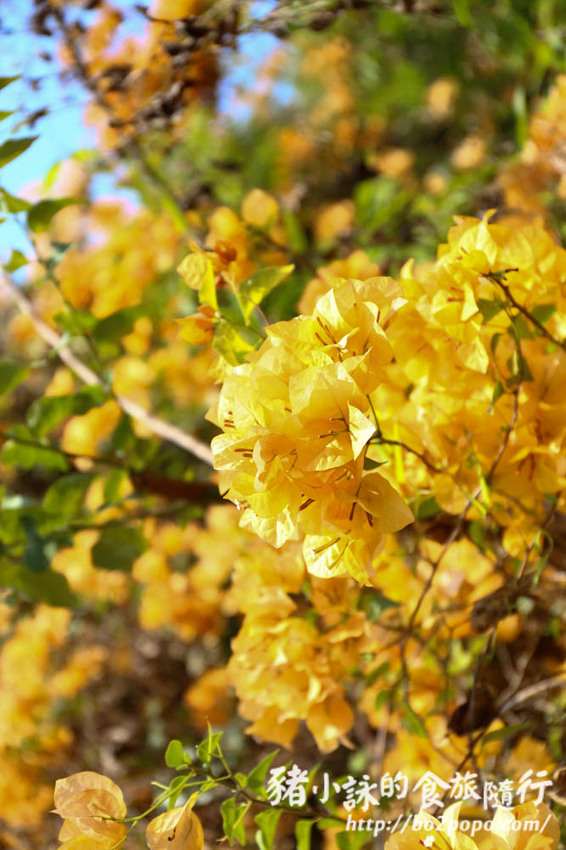 高雄。橋頭》橋頭糖廠喜福景李日服租穿。一秒變偽日本人 - 豬小詠的食旅隨行