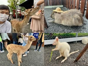 赫蒂法莊園 │宜蘭景點•飄浮空中的夢想城堡,必拍打卡!