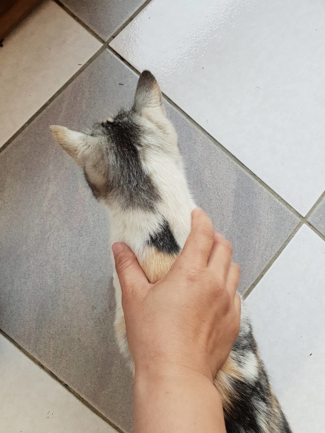 【新竹.鎮西堡】希莉克寵物友善民宿。加購晚餐一人$350廚藝超棒。民宿有貓六七隻