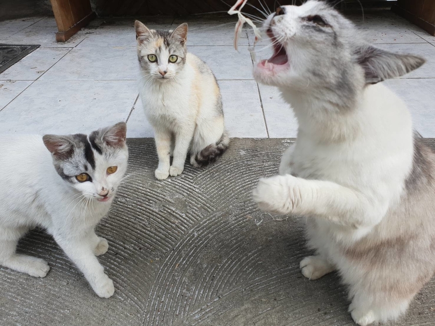 【新竹.鎮西堡】希莉克寵物友善民宿。加購晚餐一人$350廚藝超棒。民宿有貓六七隻