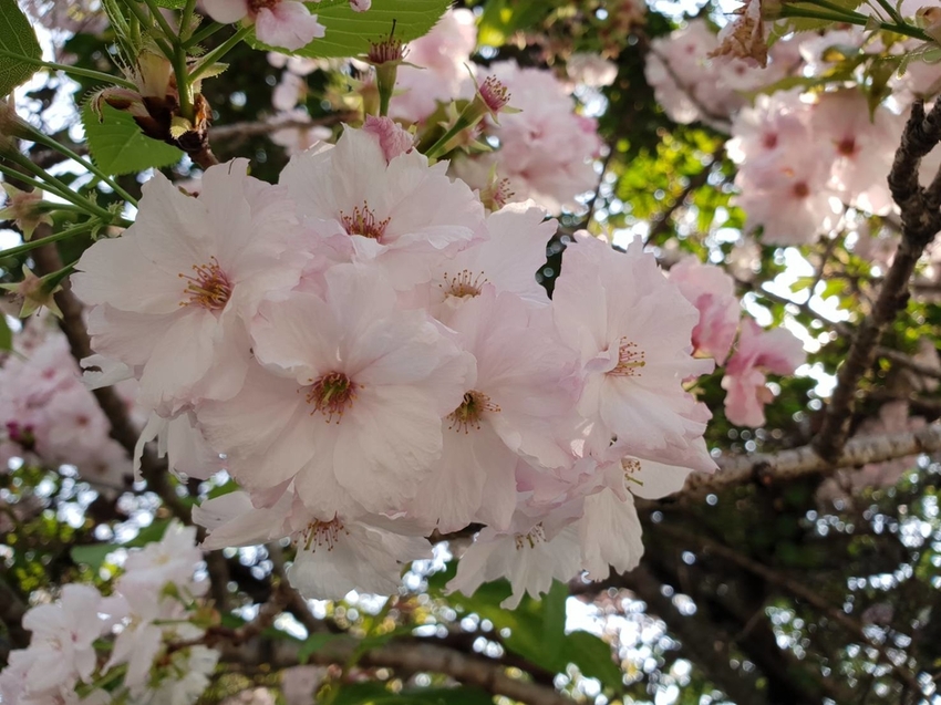 【新竹.鎮西堡】希莉克寵物友善民宿。加購晚餐一人$350廚藝超棒。民宿有貓六七隻