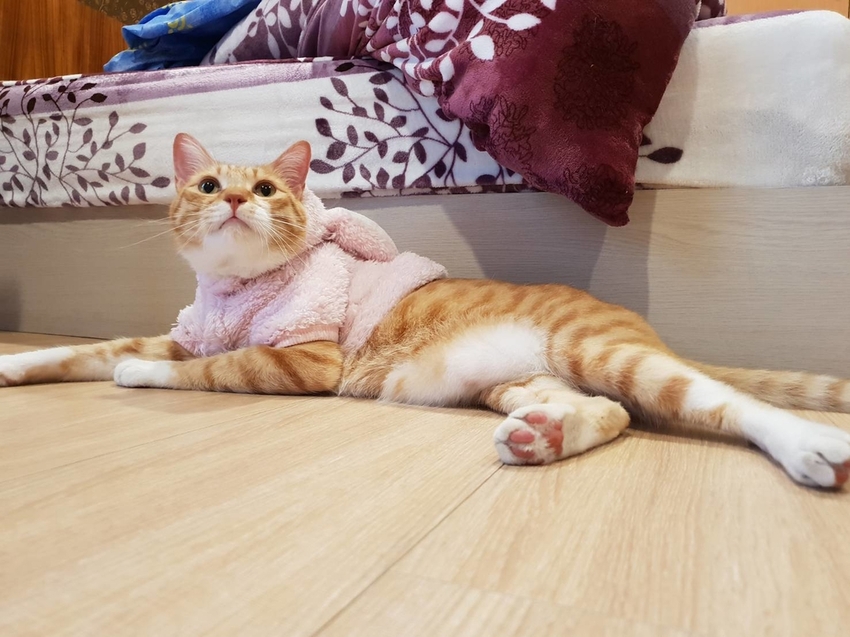 【新竹.鎮西堡】希莉克寵物友善民宿。加購晚餐一人$350廚藝超棒。民宿有貓六七隻