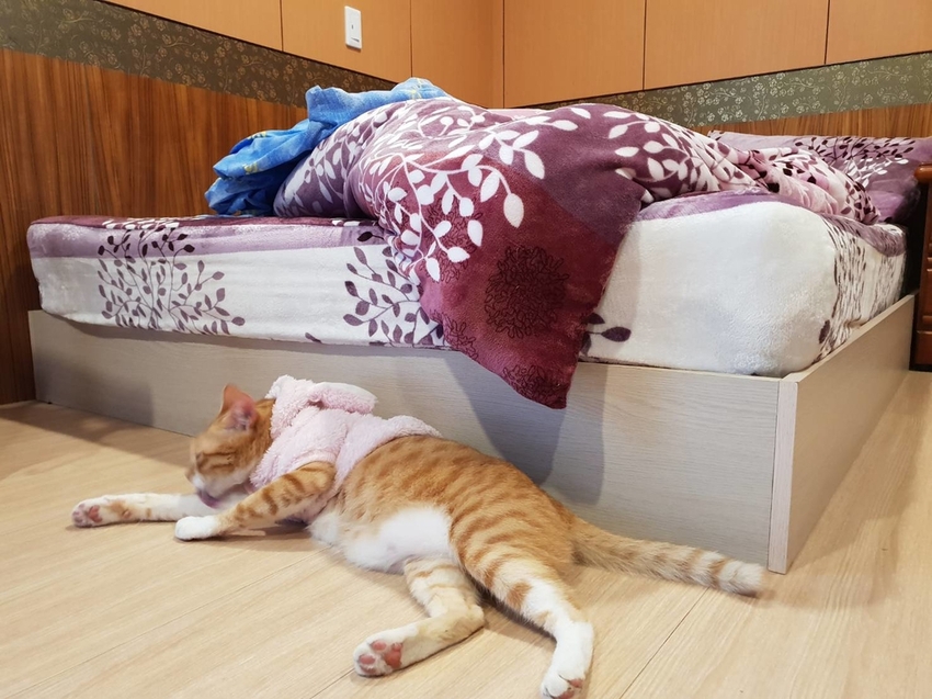 【新竹.鎮西堡】希莉克寵物友善民宿。加購晚餐一人$350廚藝超棒。民宿有貓六七隻