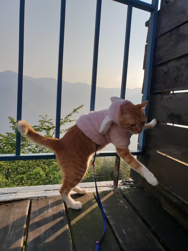 【新竹.鎮西堡】希莉克寵物友善民宿。加購晚餐一人$350廚藝超棒。民宿有貓六七隻