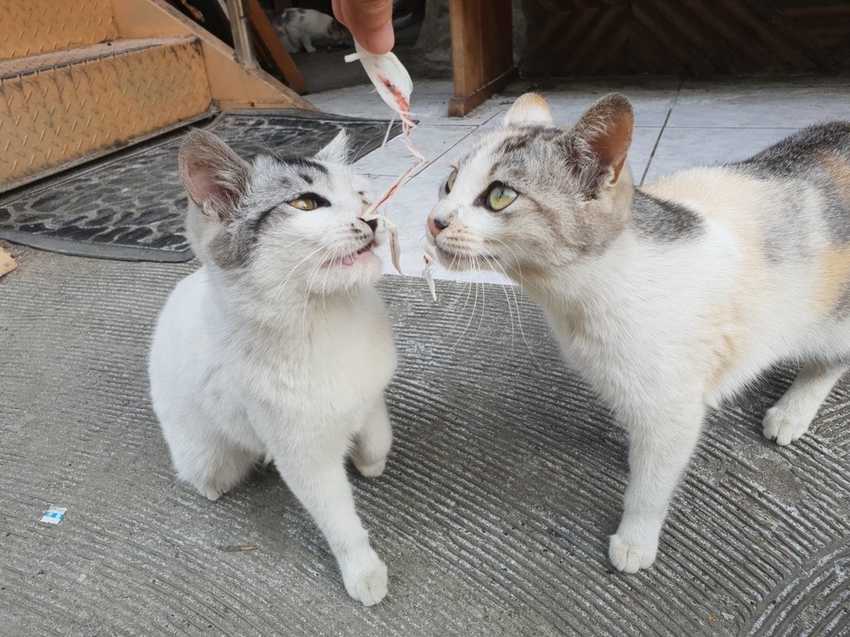 【新竹.鎮西堡】希莉克寵物友善民宿。加購晚餐一人$350廚藝超棒。民宿有貓六七隻