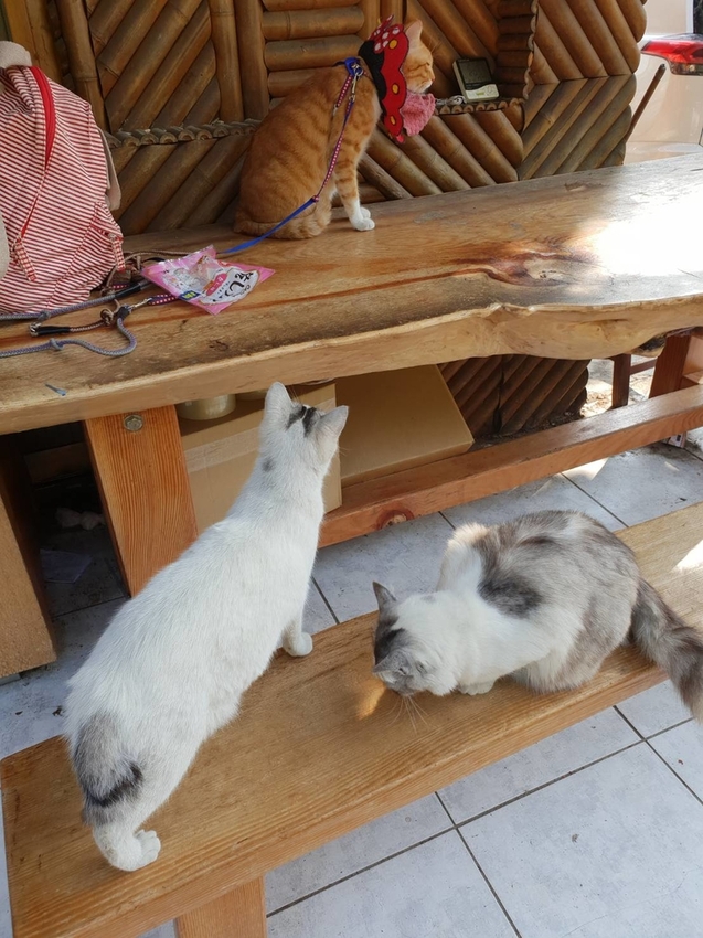 【新竹.鎮西堡】希莉克寵物友善民宿。加購晚餐一人$350廚藝超棒。民宿有貓六七隻