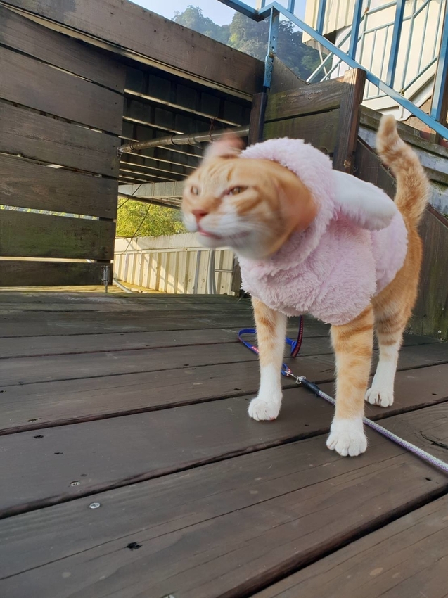 【新竹.鎮西堡】希莉克寵物友善民宿。加購晚餐一人$350廚藝超棒。民宿有貓六七隻