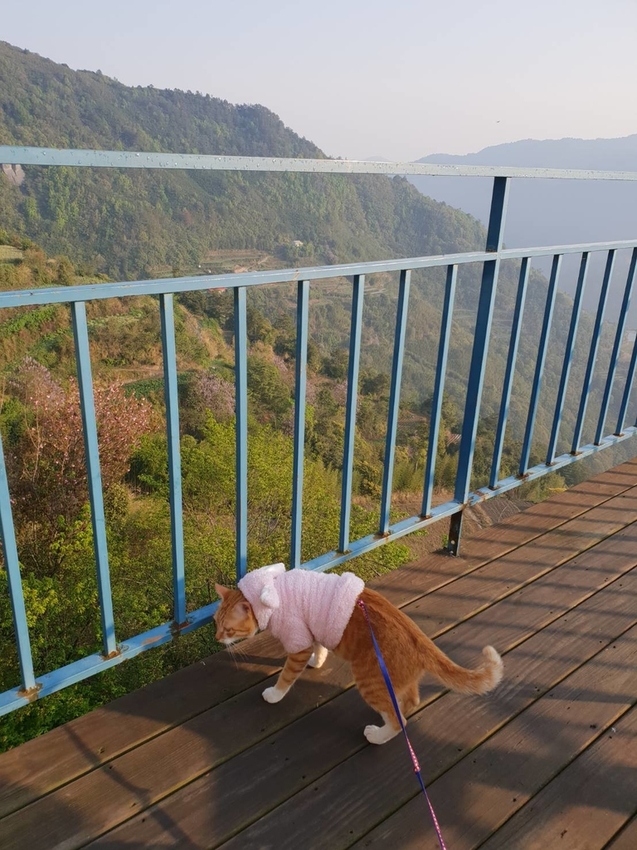 【新竹.鎮西堡】希莉克寵物友善民宿。加購晚餐一人$350廚藝超棒。民宿有貓六七隻