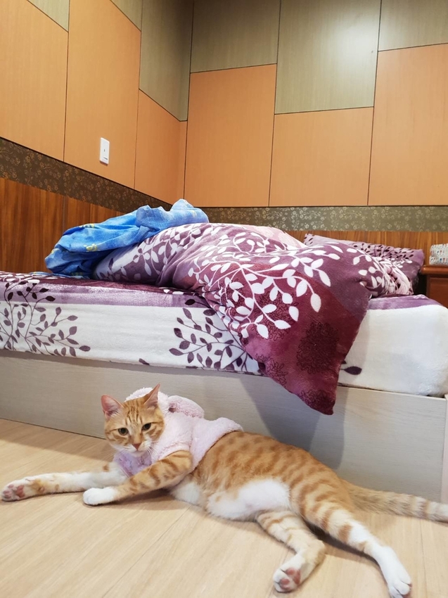 【新竹.鎮西堡】希莉克寵物友善民宿。加購晚餐一人$350廚藝超棒。民宿有貓六七隻