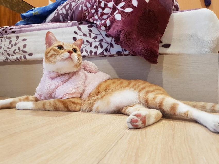 【新竹.鎮西堡】希莉克寵物友善民宿。加購晚餐一人$350廚藝超棒。民宿有貓六七隻