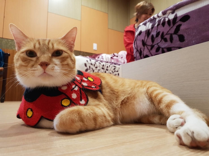 【新竹.鎮西堡】希莉克寵物友善民宿。加購晚餐一人$350廚藝超棒。民宿有貓六七隻