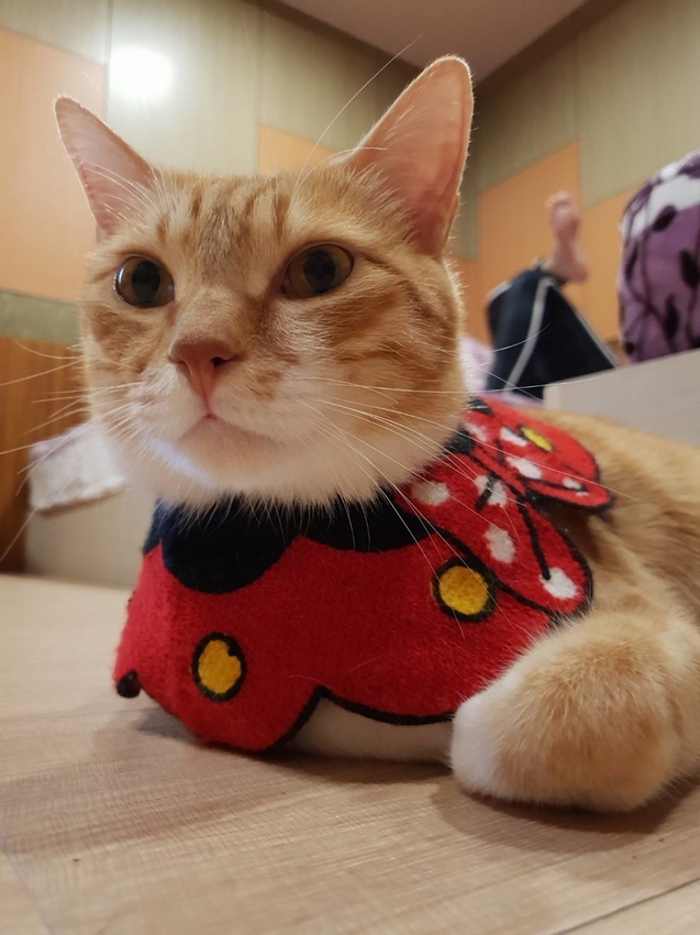 【新竹.鎮西堡】希莉克寵物友善民宿。加購晚餐一人$350廚藝超棒。民宿有貓六七隻