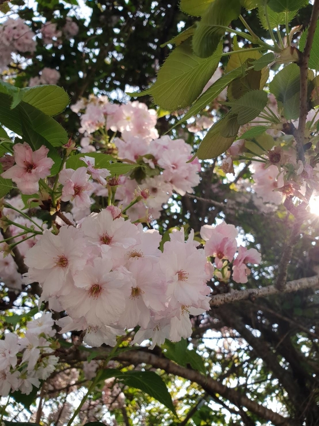 【新竹.鎮西堡】希莉克寵物友善民宿。加購晚餐一人$350廚藝超棒。民宿有貓六七隻