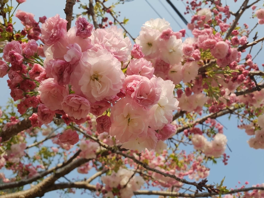 【新竹.鎮西堡】希莉克寵物友善民宿。加購晚餐一人$350廚藝超棒。民宿有貓六七隻