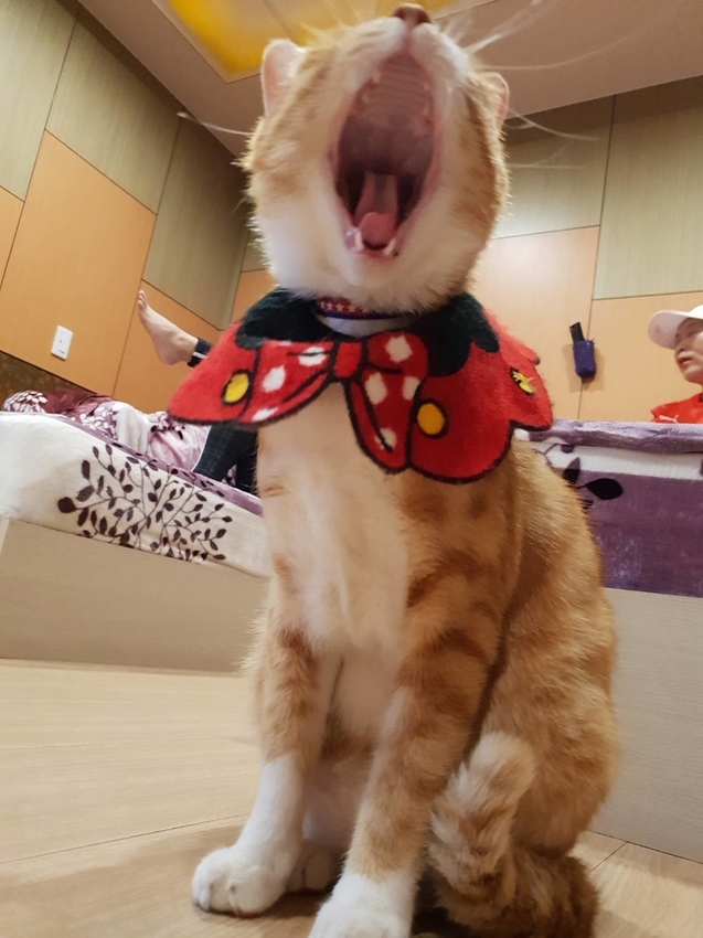 【新竹.鎮西堡】希莉克寵物友善民宿。加購晚餐一人$350廚藝超棒。民宿有貓六七隻