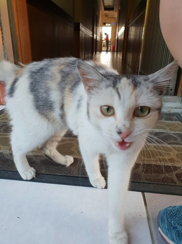 【新竹.鎮西堡】希莉克寵物友善民宿。加購晚餐一人$350廚藝超棒。民宿有貓六七隻