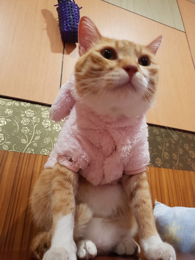 【新竹.鎮西堡】希莉克寵物友善民宿。加購晚餐一人$350廚藝超棒。民宿有貓六七隻