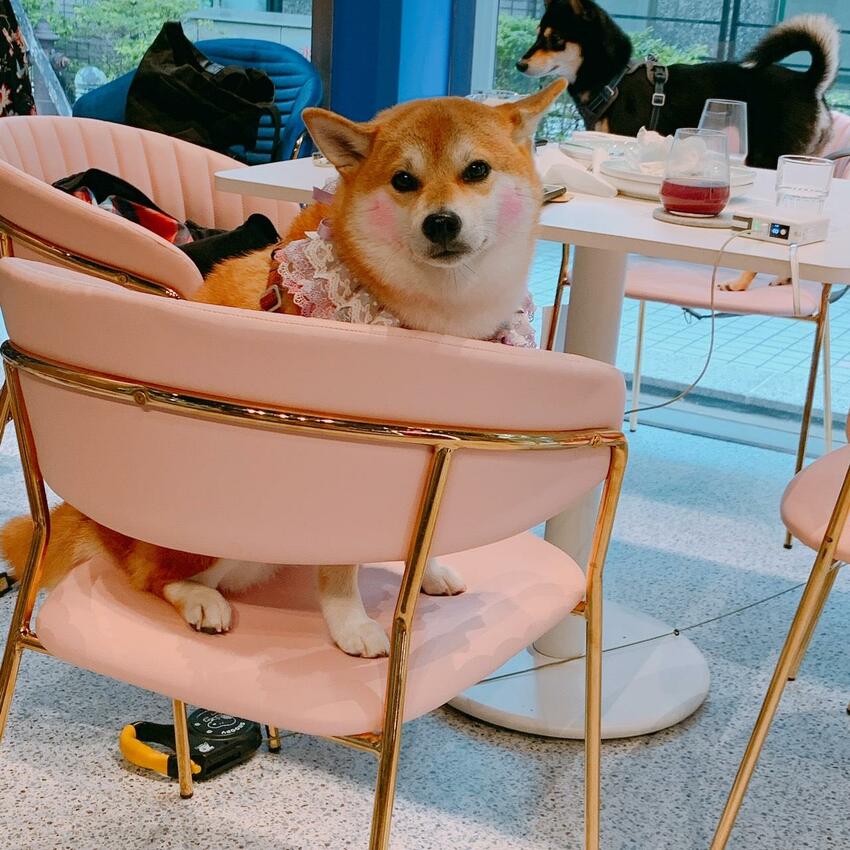 【西湖咖啡廳】ZORA Coffee 打造精緻時尚複合式空間 擁有貴婦般的享受