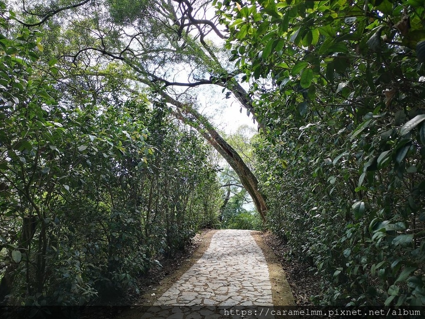 06 飛鳳山步道旁桂花.jpg