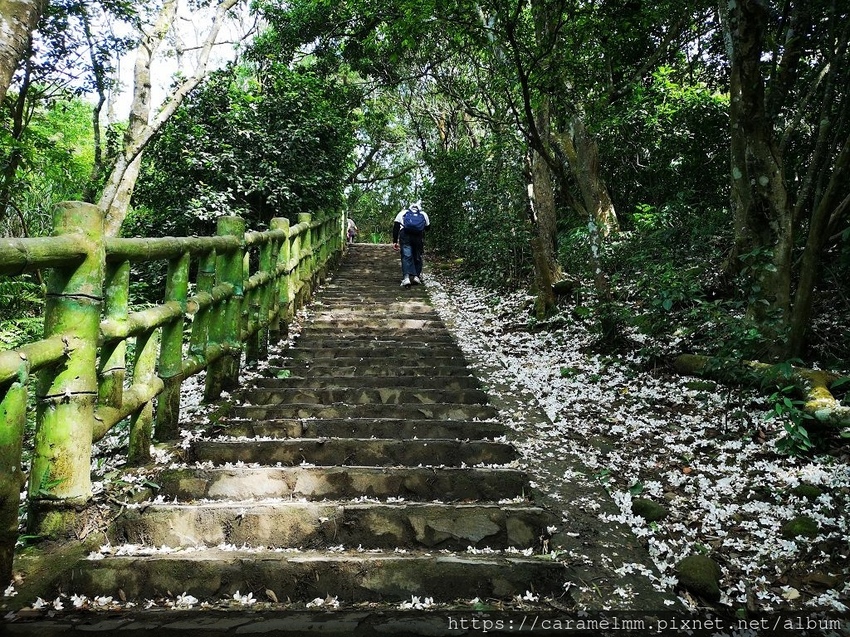 12 油桐花步道.jpg