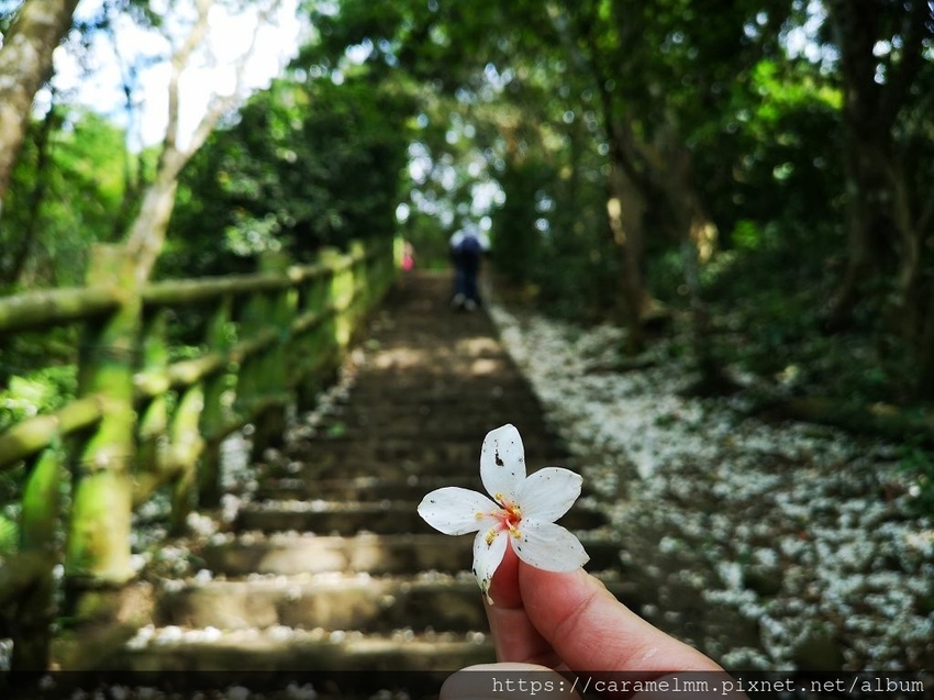 11 飛鳳山步道 油桐花.jpg
