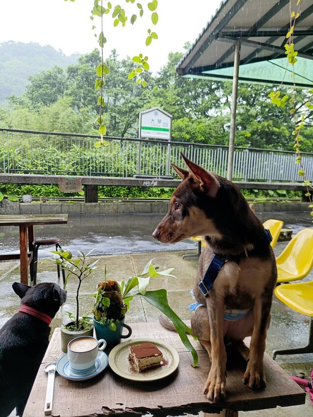 【台北.平溪】大華車站。與路咖啡寵物友善咖啡廳內有店狗。寧靜小鎮風光超悠閒午後時光