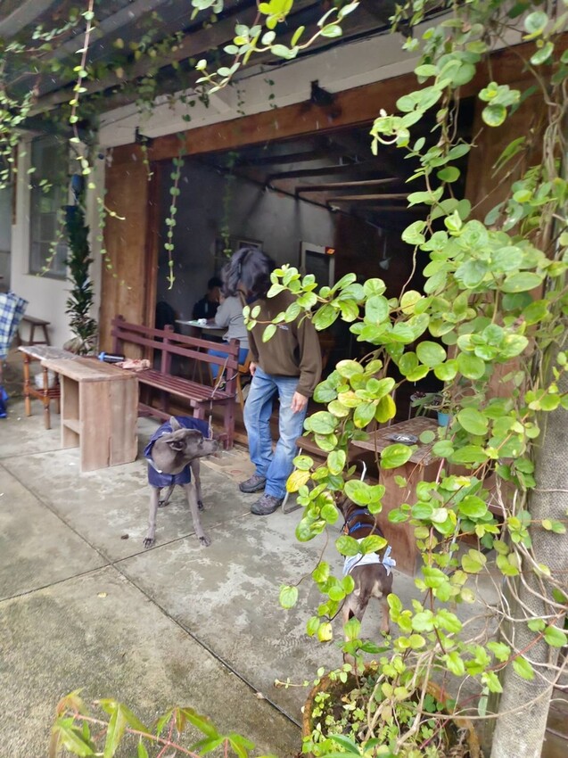 【台北.平溪】大華車站。與路咖啡寵物友善咖啡廳內有店狗。寧靜小鎮風光超悠閒午後時光