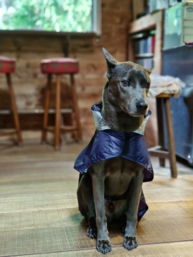 【台北.平溪】大華車站。與路咖啡寵物友善咖啡廳內有店狗。寧靜小鎮風光超悠閒午後時光