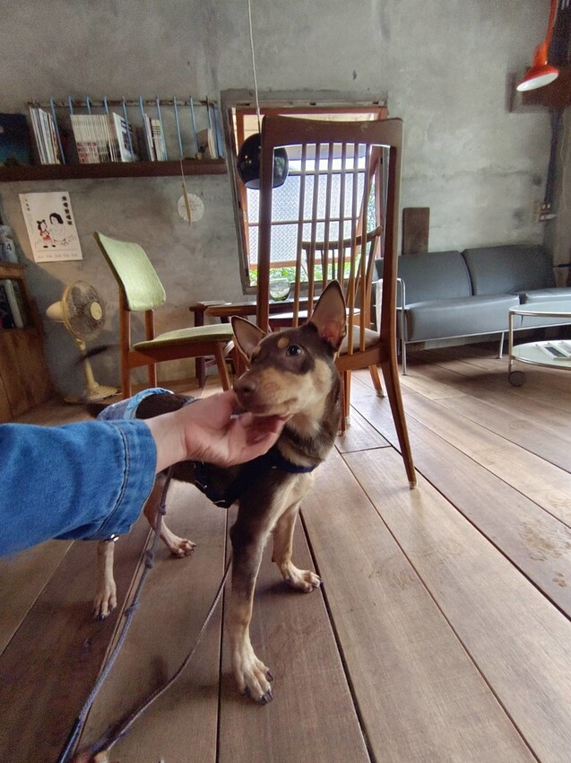 【台北.平溪】大華車站。與路咖啡寵物友善咖啡廳內有店狗。寧靜小鎮風光超悠閒午後時光