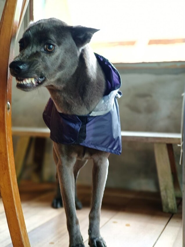 【台北.平溪】大華車站。與路咖啡寵物友善咖啡廳內有店狗。寧靜小鎮風光超悠閒午後時光