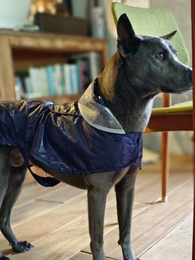 【台北.平溪】大華車站。與路咖啡寵物友善咖啡廳內有店狗。寧靜小鎮風光超悠閒午後時光