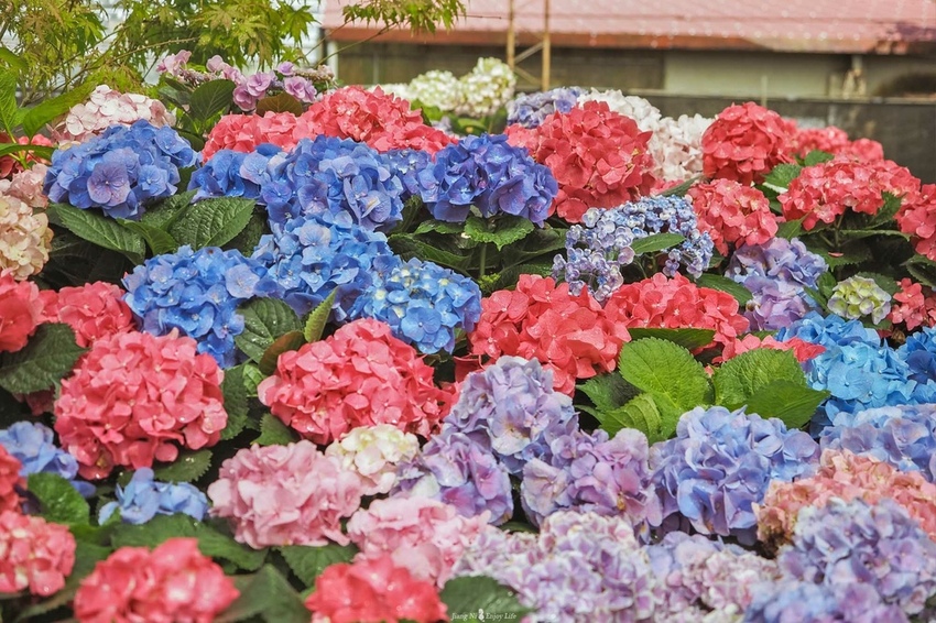 桃園繡球花季中興花卉枕頭山圈復興鄉景點
