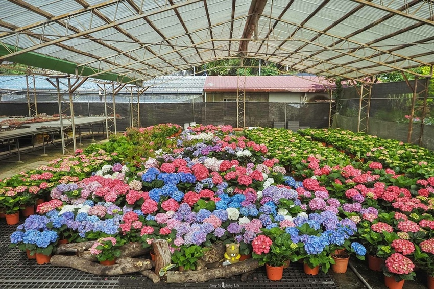 桃園繡球花季中興花卉枕頭山圈復興鄉景點