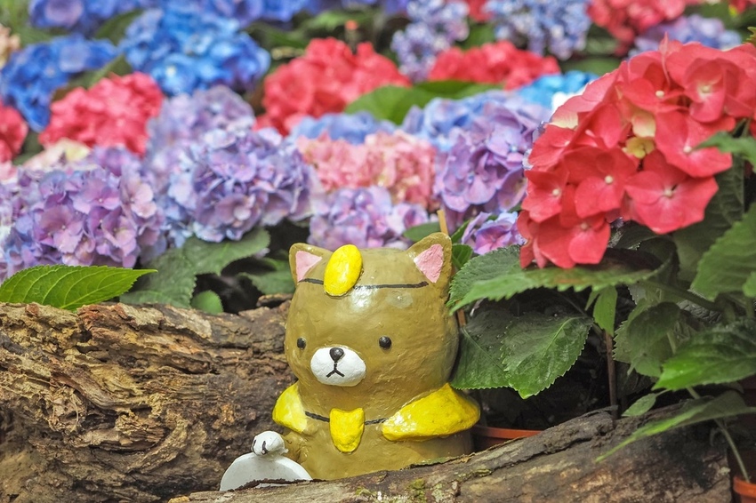 桃園繡球花季中興花卉枕頭山圈復興鄉景點