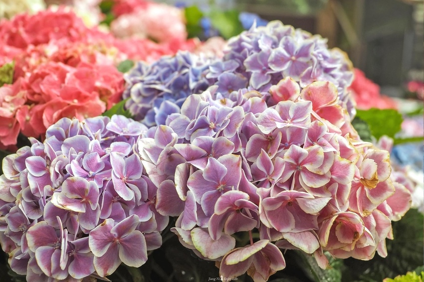 桃園繡球花季中興花卉枕頭山圈復興鄉景點